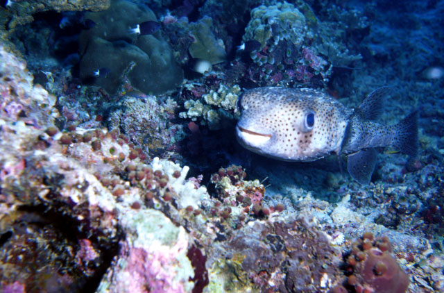 Spotten Porcupine Puffer Fish