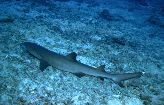 Whitetip reef shark